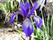 siberia Milka's Blue